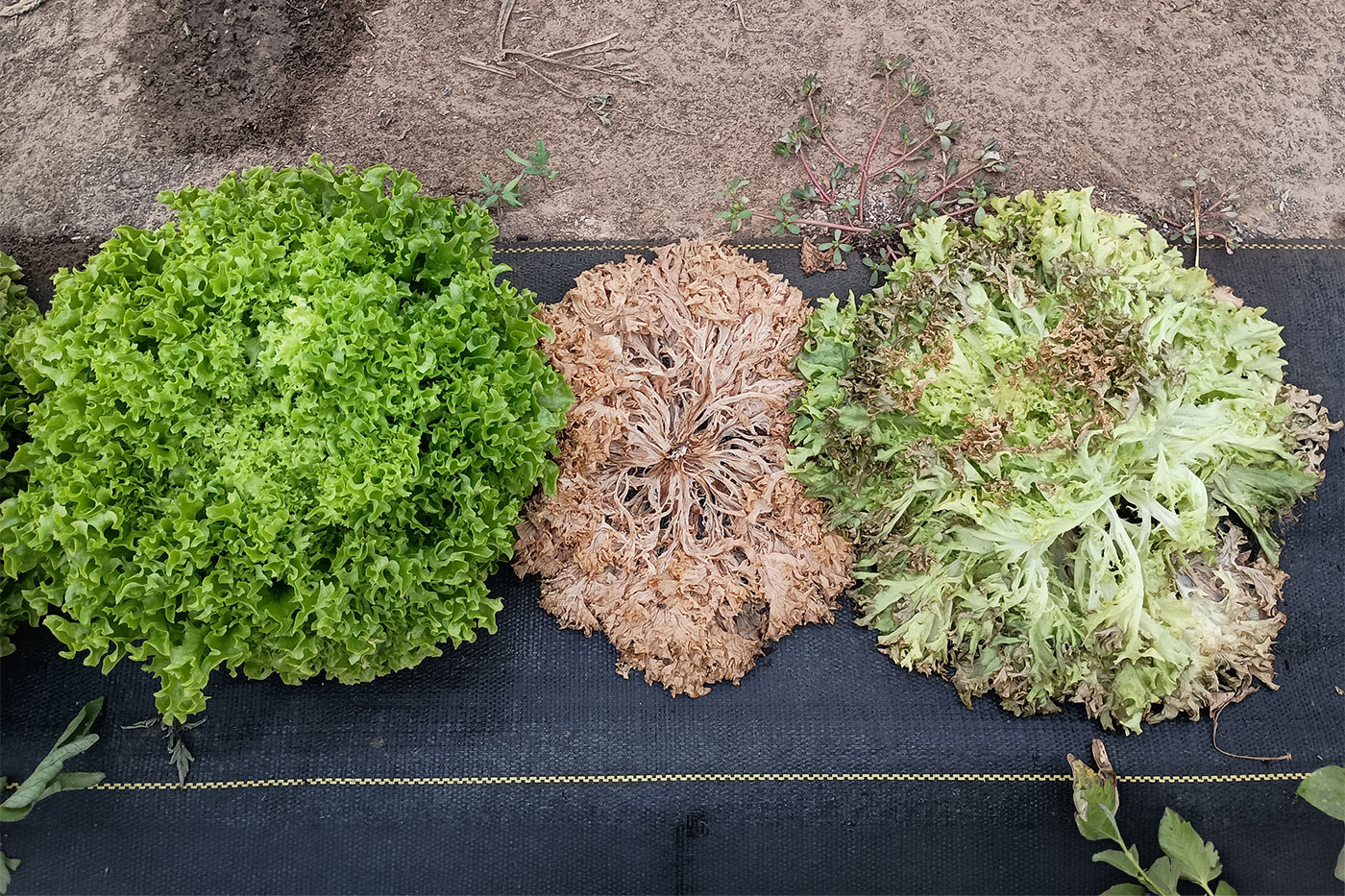 three heads of lettuce in a row. each of varying degrees of degredation